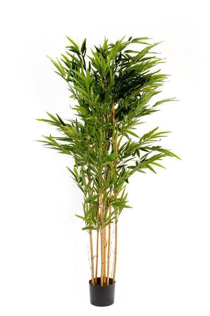 5055851601222 Geko Artificial 6ft Bamboo Tree brambles cookshop 7