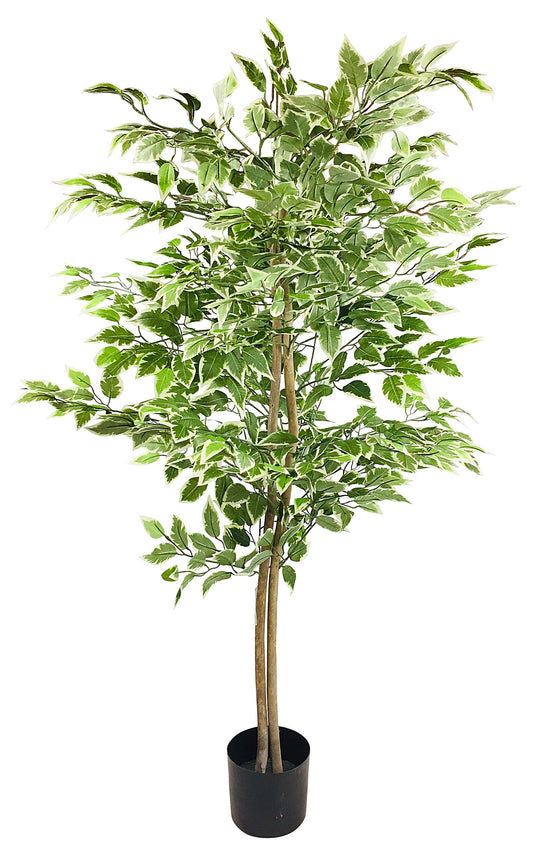 5055851602557 Geko Artificial Ficus Tree With Variegation Leaves 150cm brambles cookshop 43